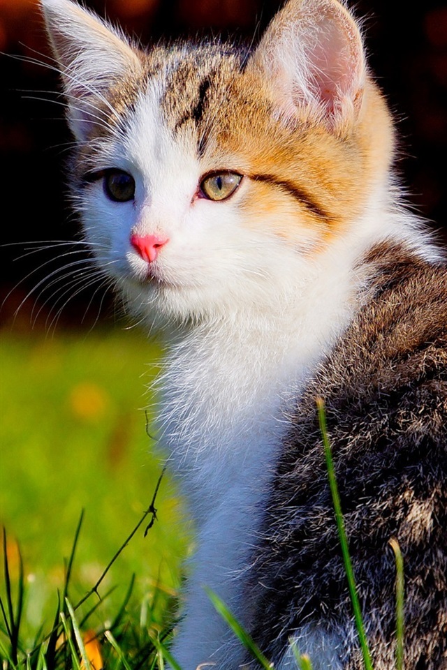Original photo — Royal Pet